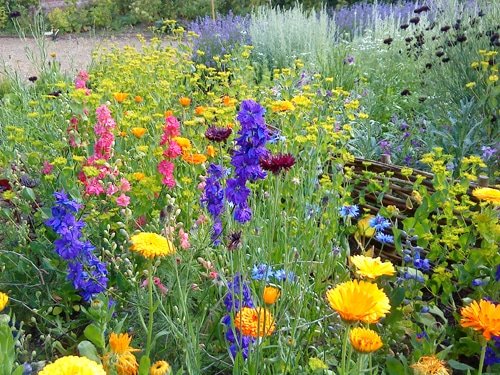 Creating a Pollinator-Friendly Garden: Essential Tips for Success - Transform Your Outdoor Space into a Haven for Blossoming Wildlife